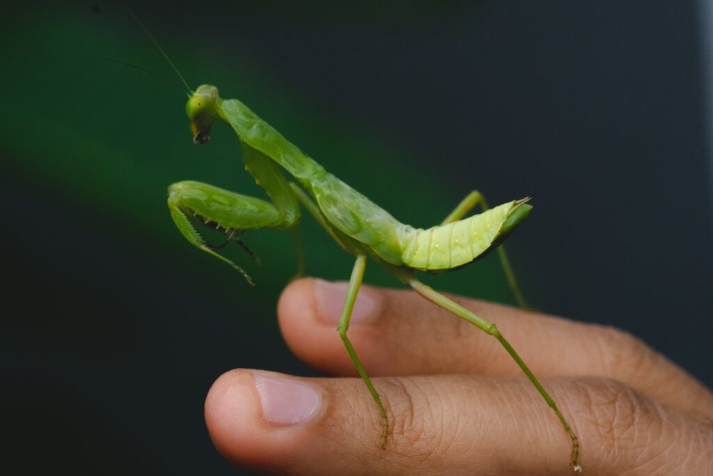 praying mantis on human hand
